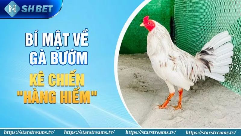 Gà Bướm Đá Ngày Nào Tốt? Bí Kíp Của Cao Thủ Chọi Gà! 1 Bí mật về Gà Bướm: Kê Chiến "Hàng Hiếm"